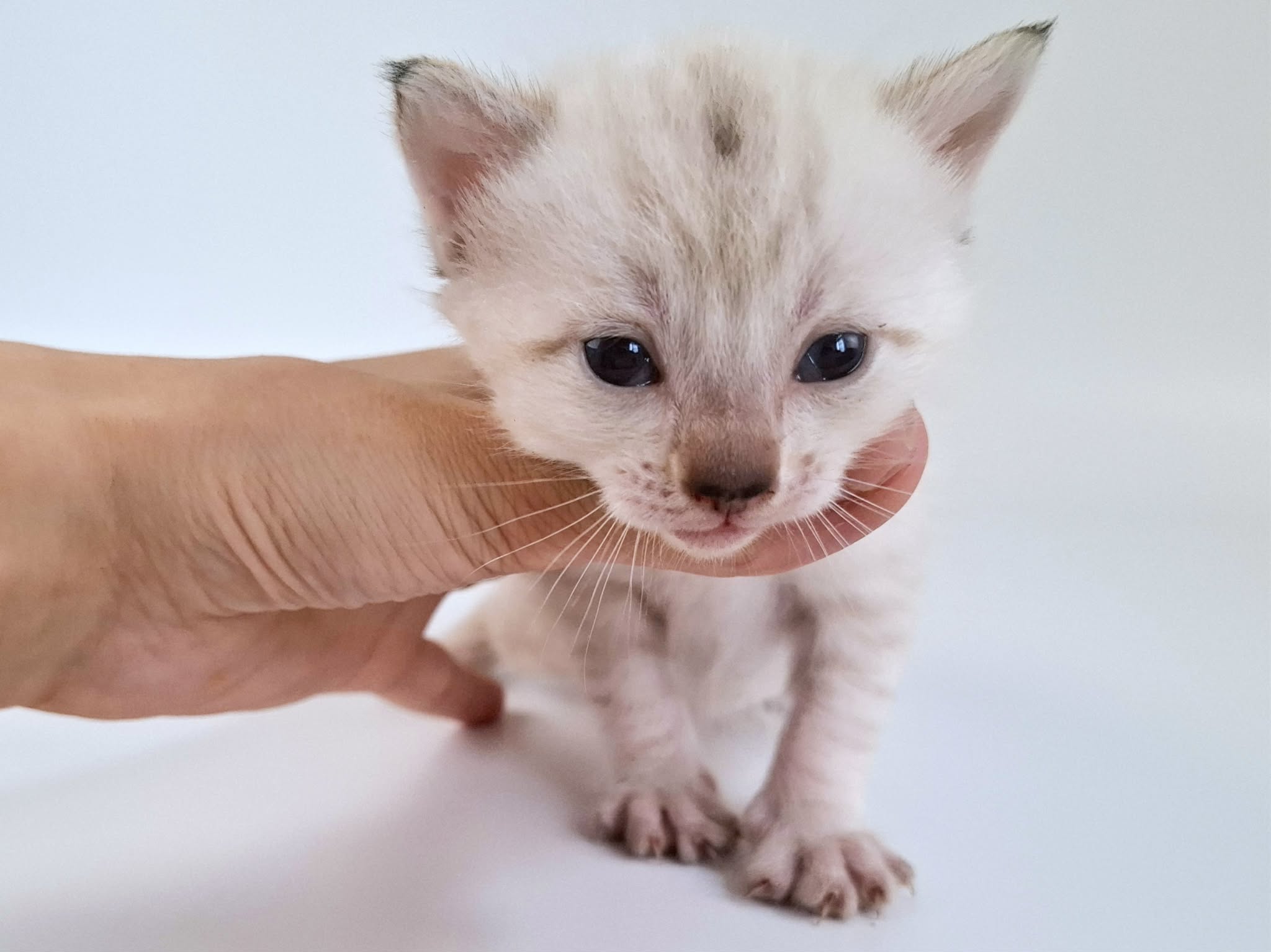 Kitten 2